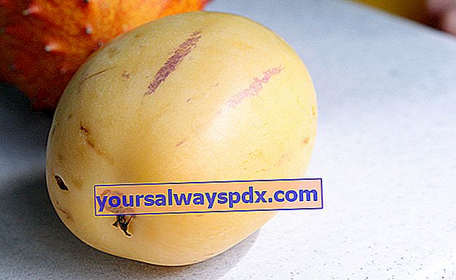 pære-melon (Solanum muricatum) eller pepino