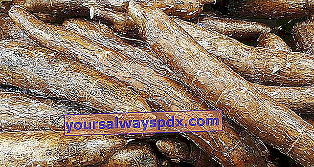 maniok knolachtige wortels