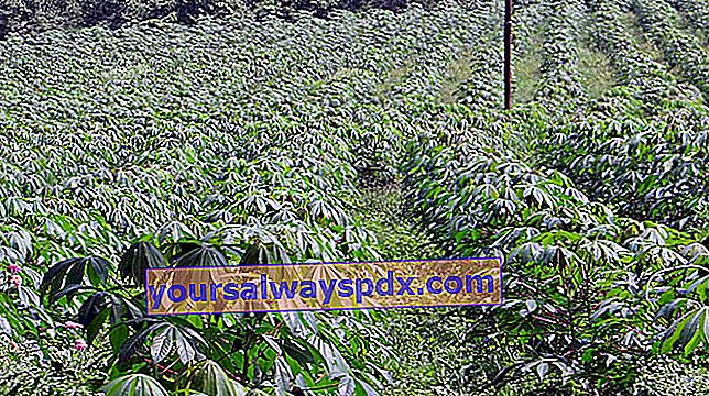 cassave plantage