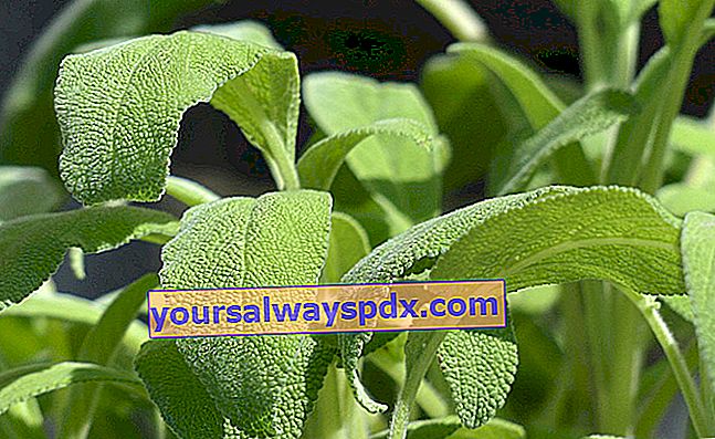 Salvie (Salvia officinalis)