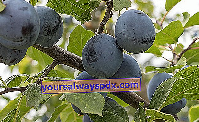 שזיף (Prunus domestica)