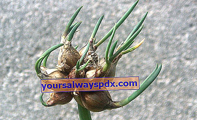 Rocambole-Zwiebel (Allium cepa var. Proliferatum), Perpetual-Zwiebel oder Cattawissa-Zwiebel