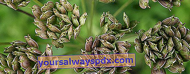 hogweed frø