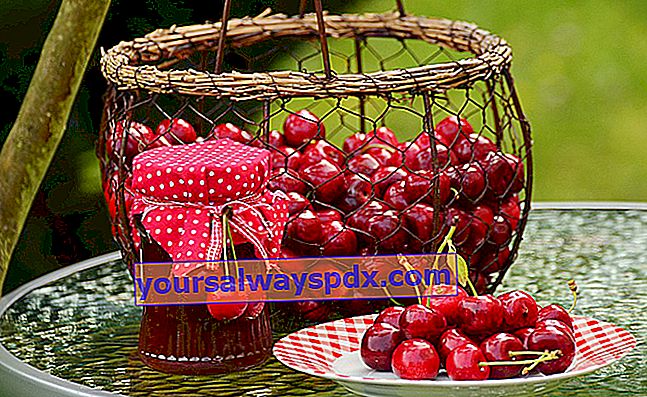 Høst, opbevaring og brug af kirsebær