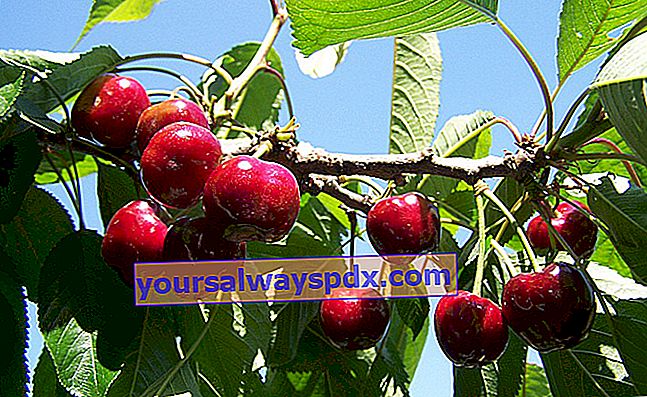 Ceri (Prunus cerasus)