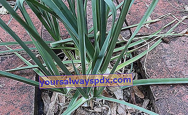 Daun bawang abadi (Allium polyanthum) atau daun bawang abadi