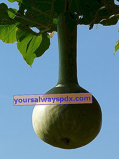 Zucca (Lagenaria siceraria): piantumazione di mantenimento