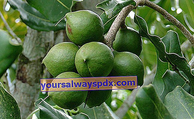 Queensland walnut atau macadamia (Macadamia integrifolia)