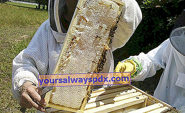 peralatan asas lebah lebah