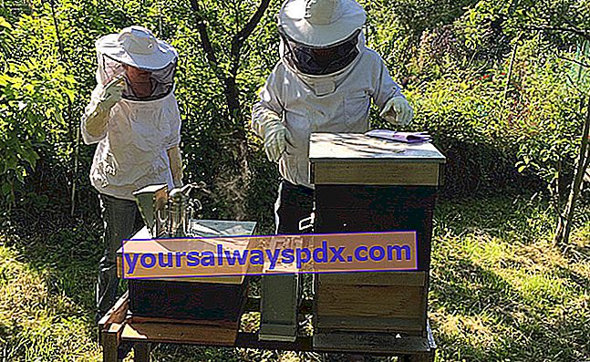 pemeliharaan lebah taman