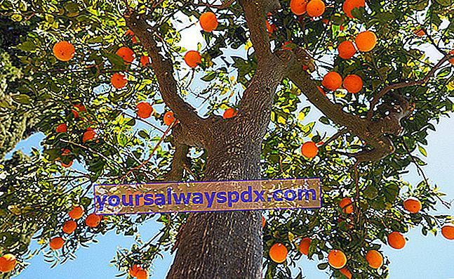Pokok oren (Citrus sinensis), jeruknya untuk Krismas