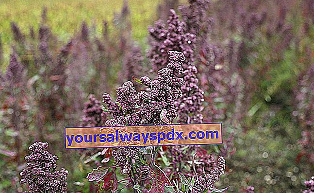 Quinoa (Chenopodium quinoa) ข้าวจากเปรูไม่มีกลูเตน