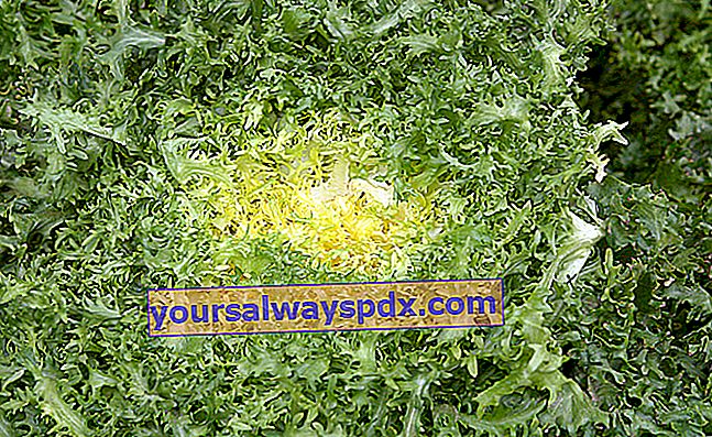 Krøllet cikorie (Cichorium endivia 'crispa') med meget skårne blade