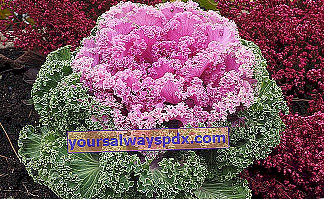 Cavolo cappuccio ornamentale (Brassica oleracea), cavolo cappuccio decorativo