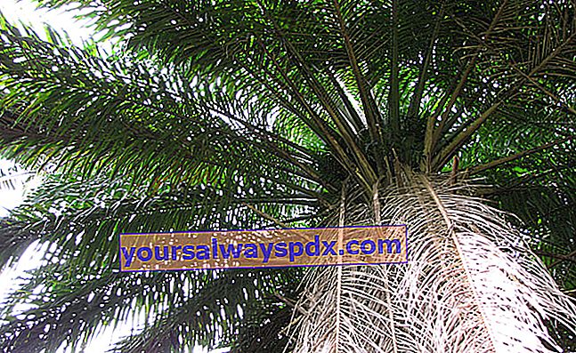Ölpalme (Elaeis guineensis) für Palmöl