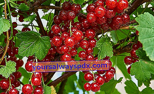 דומדמניות (Ribes rubrum)