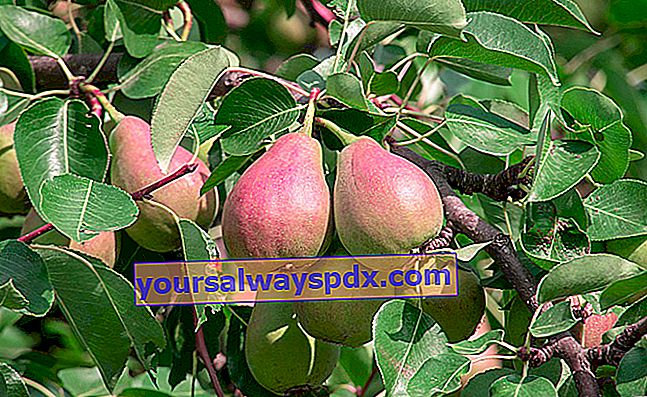 Pæretræ (Pyrus communis), sød og velsmagende frugt