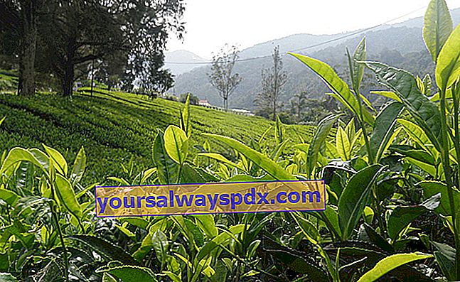 Teeplantage und Ernte von zarten jungen Trieben