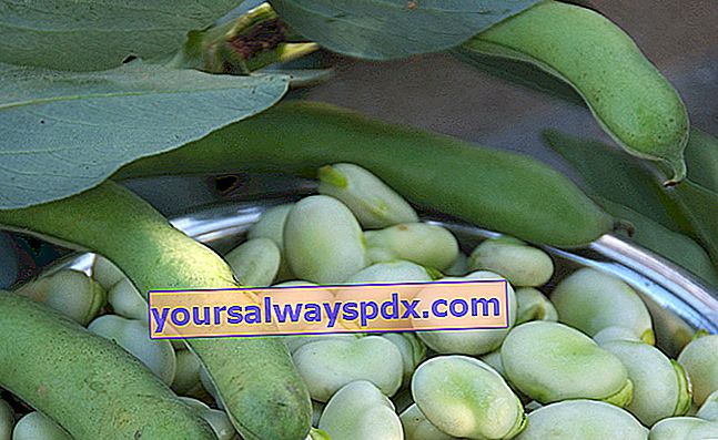 Kacang lebar (Vicia faba), tidak disukai oleh kekacang