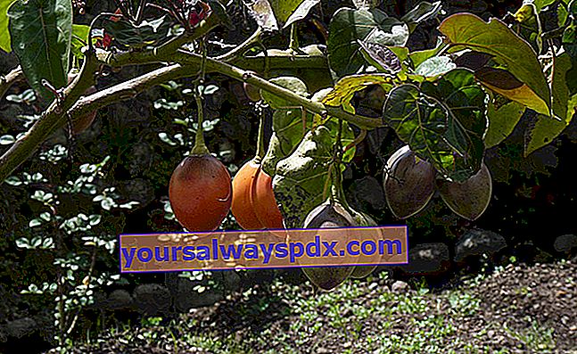 나무 토마토 (Cyphomandra betacea syn. Solanum betaceum) tamarillo 또는 tomato de la Paz