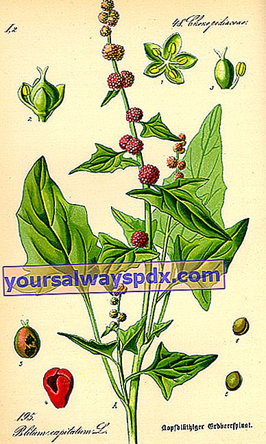 Spinat-Erdbeere (Blitum capitatum oder Chenopodium capitatum)