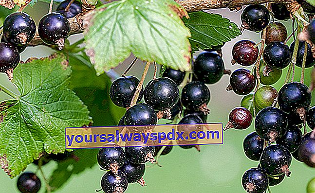 דומדמניות שחורות (Ribes nigrum)