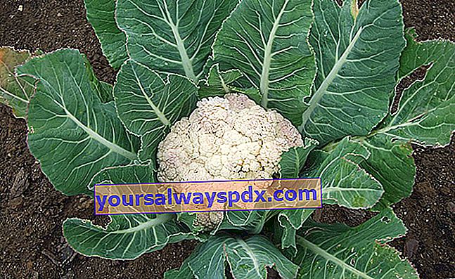 Karfiol (Brassica oleracea var. Botrytis) termesztése a kertben
