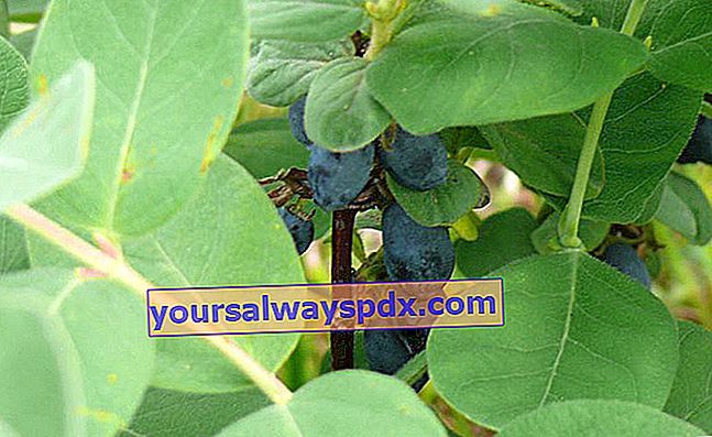 kaprifolium (Lonicera caerulea var. kamtschatica) spiselig kaprifol, kan bær, blå kaprifol eller sibirisk blåbær