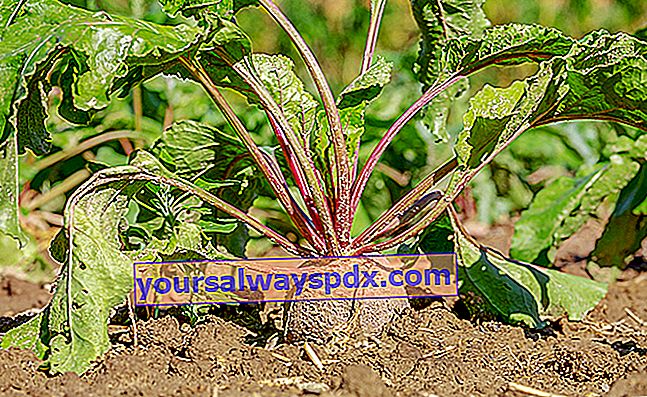 Anbau von Rote Beete (Beta vulgaris) im Gemüsegarten