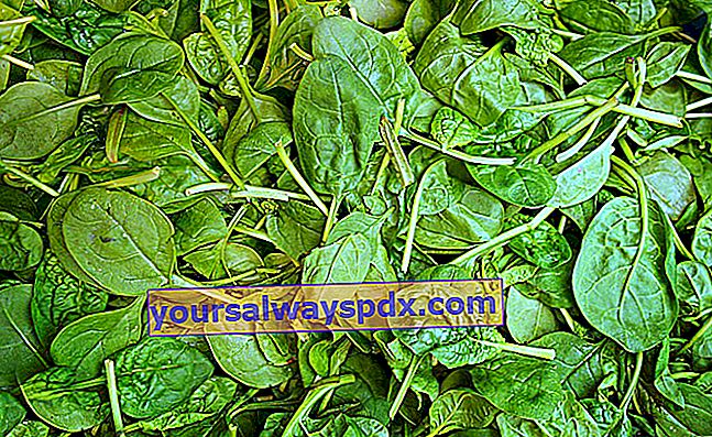 Spinat (Spinacia oleracea), das eisenreiche Gemüse?