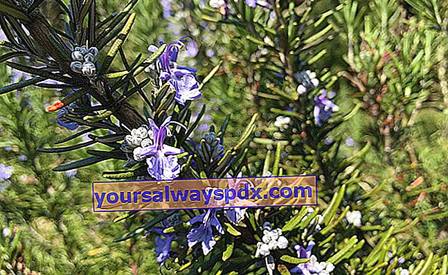 rosmarin med azurblå blomster