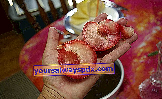 Abrikosblomme eller pluot, frugt fra en hybrid skabelse