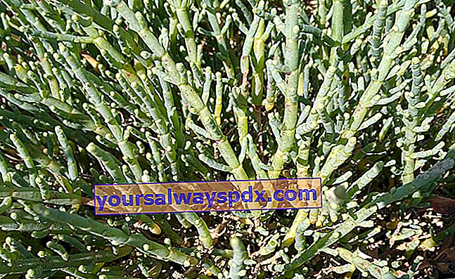 זכוכית (Salicornia europaea), שעועית ים או אצות שווא