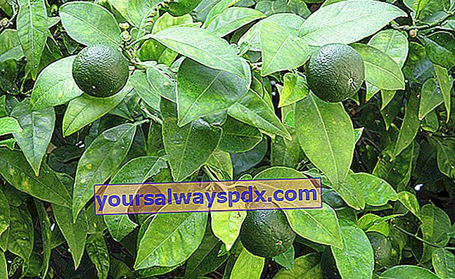 Limette (Citrus aurantiifolia) oder saure Limette