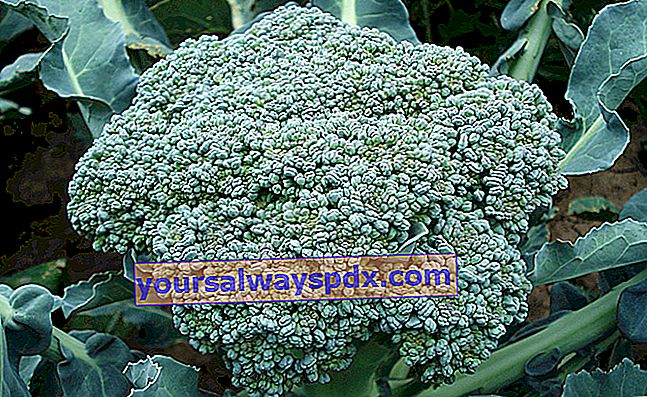 Anbau von Brokkolikohl (Brassica oleracea italica) im Gemüsegarten