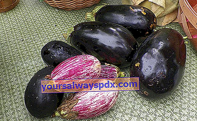 Dyrkning af aubergine (Solanum melongena) i haven