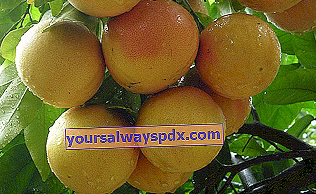 pomelo (Citrus x paradisi) 