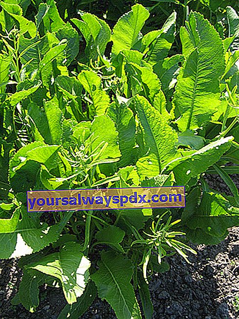 Meerrettich (Armoracia rusticana)