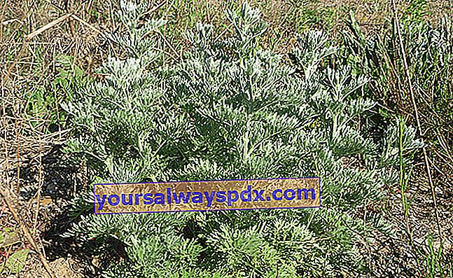 Absinth (Artemisia absinthium), großer Wermut