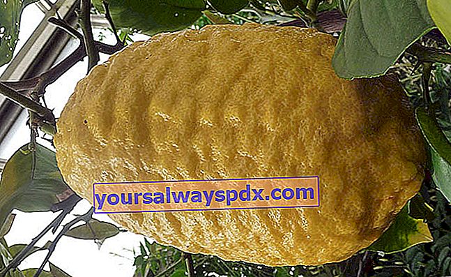 Citrus (Citrus medica), den koldeste citrus