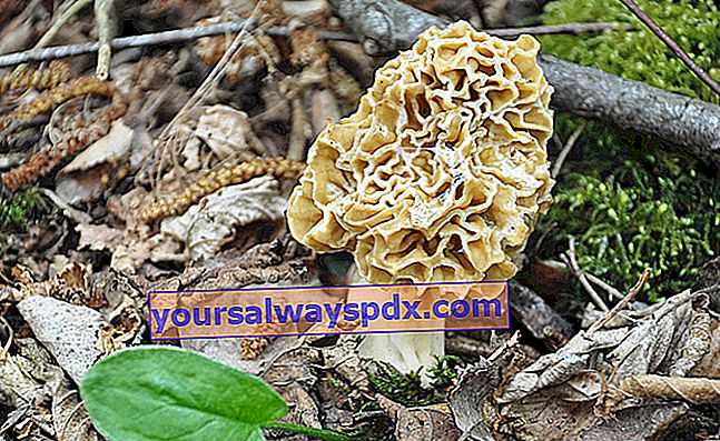 La spugnola, un fungo raro molto popolare
