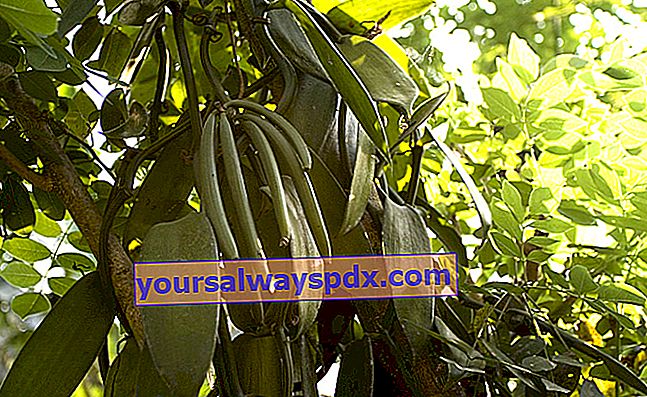 Vanille (Vanilla planifolia), krydderi med duftende bælg