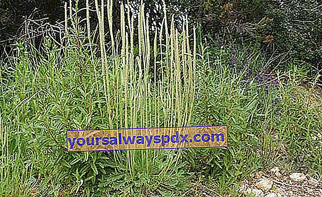 צמח קרן האייל (Plantago coronopus), ירק מעובד