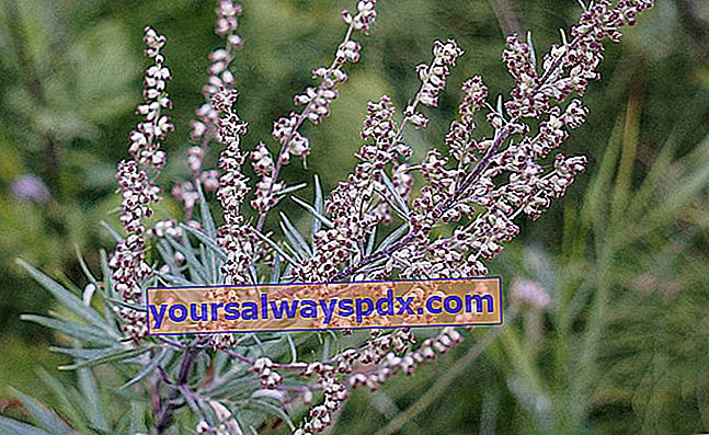 מוגוורט (Artemisia spp.), עלווה אפורה כסופה