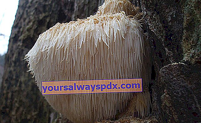 Pindsvin-hydne, en svamp med en original tekstur