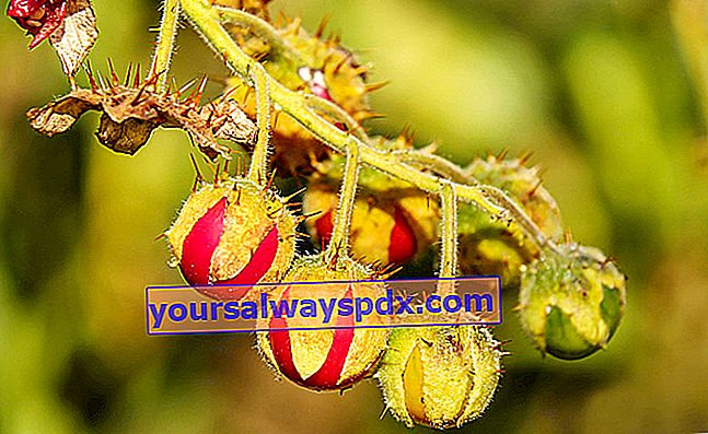 Balbis nightshade (Solanum sisymbriifolium) มะเขือเทศลิ้นจี่