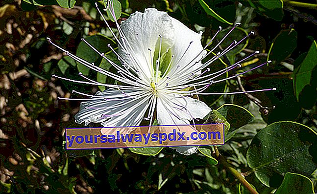 Kapertræ (Capparis spinosa) smukke blomster