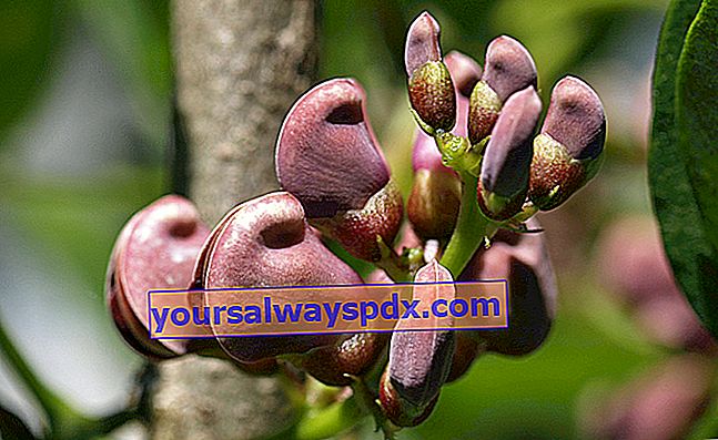 Tuberous wisteria (Apios americana) atau kacang kentang