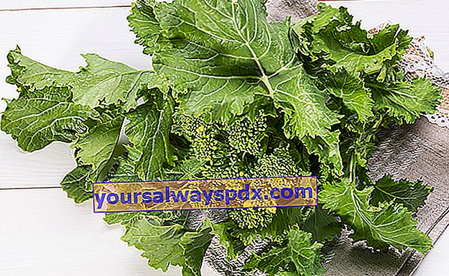 broccoli-wortel (Brassica rapa var. ruvo) of cime di rapa