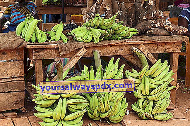 Plantain banan (Musa x Paradisiaca) til madlavning som en grøntsag